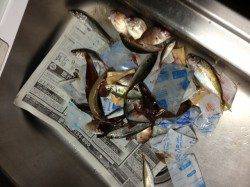 加太漁港でアジ・キスなどの釣果