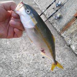 早朝5時から武庫川一文字へツバスを狙いに釣行