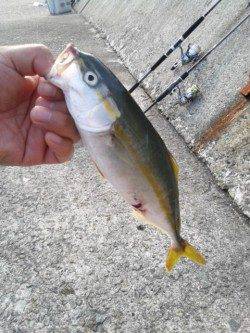 早朝5時から武庫川一文字へツバスを狙いに釣行