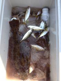 マリーナシティ海釣り公園、サビキで平目！