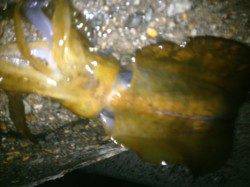 林崎漁港でエギング、アオリ＆ケンサキの釣果☆