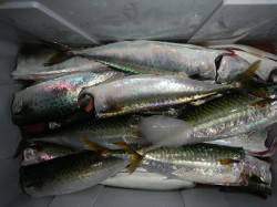 とっとパーク小島夕方の時合いに サバ爆釣！…