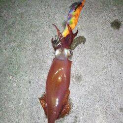 大蔵海岸　エギングでケンサキ＆アジングで豆アジ　ケンサキこれから楽しみです☆