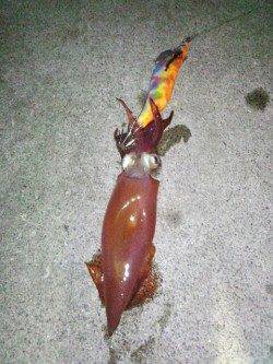 大蔵海岸　エギングでケンサキ＆アジングで豆アジ　ケンサキこれから楽しみです☆