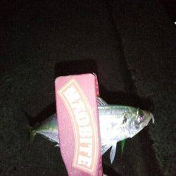 大蔵海岸　エギングでケンサキ＆アジングで豆アジ　ケンサキこれから楽しみです☆