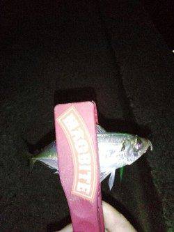 大蔵海岸　エギングでケンサキ＆アジングで豆アジ　ケンサキこれから楽しみです☆