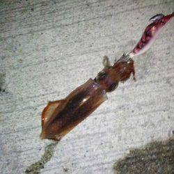 新浜漁港　ライトエギングでケンサキ7ハイ　6パイはエギにヒット