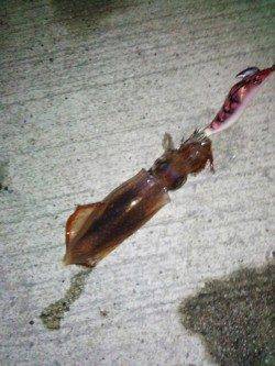 新浜漁港　ライトエギングでケンサキ7ハイ　6パイはエギにヒット