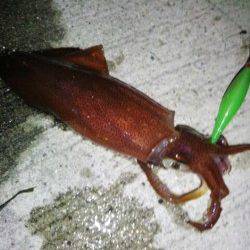 新浜漁港　ライトエギングでケンサキ7ハイ　6パイはエギにヒット