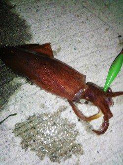 新浜漁港　ライトエギングでケンサキ7ハイ　6パイはエギにヒット