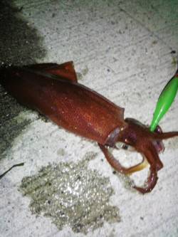 新浜漁港　ライトエギングでケンサキ7ハイ　…