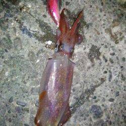 新浜漁港　ライトエギングでケンサキ4ハイ　友人も8ハイゲット