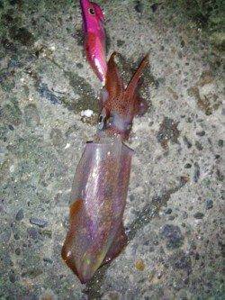 新浜漁港　ライトエギングでケンサキ4ハイ　友人も8ハイゲット