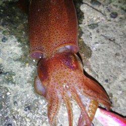 新浜漁港　ライトエギングでケンサキ4ハイ　友人も8ハイゲット