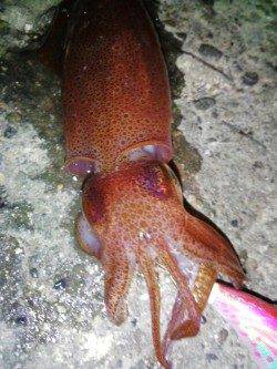 新浜漁港　ライトエギングでケンサキ4ハイ　友人も8ハイゲット