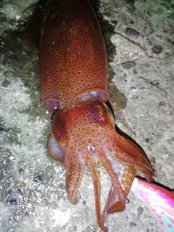 新浜漁港　ライトエギングでケンサキ4ハイ　…