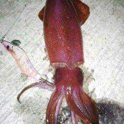 新浜漁港　エギングでケンサキイカ10パイ　潮変わりで復調に期待