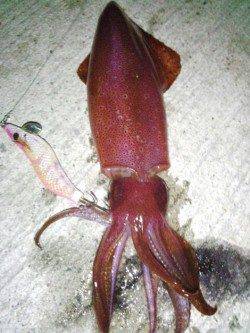 新浜漁港　エギングでケンサキイカ10パイ　潮変わりで復調に期待