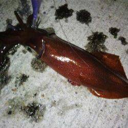 新浜漁港　エギングでケンサキイカ10パイ　潮変わりで復調に期待