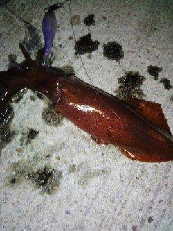 新浜漁港　エギングでケンサキイカ10パイ　潮変わりで復調に期待