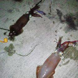 新浜漁港　ライトエギングでケンサキ13バイ　Wヒットも