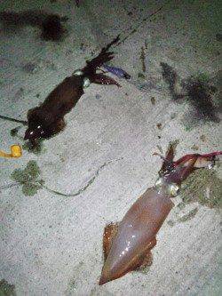 新浜漁港　ライトエギングでケンサキ13バイ　Wヒットも