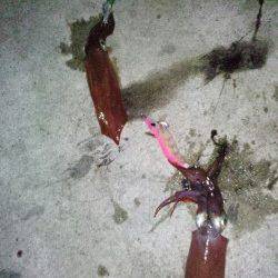 新浜漁港　ライトエギングでケンサキ13バイ　Wヒットも