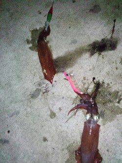 新浜漁港　ライトエギングでケンサキ13バイ　Wヒットも