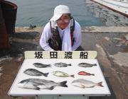 黒島の磯・湾内の筏　チヌの釣果