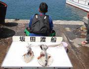 【３日】黒島の磯のアオリイカ