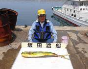 トップウォーターでシイラ！黒島の磯