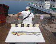 絶好調！黒島の磯でシイラルアーゲーム