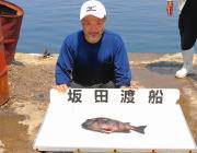 黒島の磯　イシダイが好調でした♪