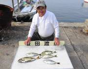 黒島の磯、沖アミでグレ&アイゴ