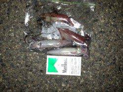 新浜漁港でエギング、ケンサキイカをＧＥＴ！