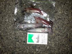 新浜漁港でエギング、ケンサキイカをＧＥＴ！…