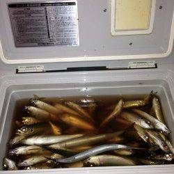 兵庫突堤、サビキでアジが大漁です♪