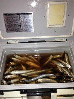 兵庫突堤、サビキでアジが大漁です♪