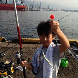 兵庫突堤、サビキでアジが大漁です♪