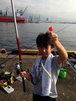 兵庫突堤、サビキでアジが大漁です♪