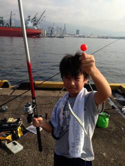 兵庫突堤、サビキでアジが大漁です♪