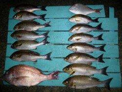 夜通し釣りにチャレンジ、かご釣りでイサキ・マダイ・ゴマサバ