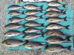 沖一文字はイサギ・ゴマサバ・ソーダカツオなど魚種多彩