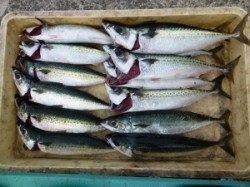 沖一文字はイサギ・ゴマサバ・ソーダカツオなど魚種多彩