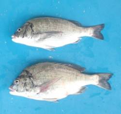 青井イカダでチヌ48.6cmを頭に2匹、エ…