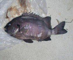 なんとタコジグにイシダイが！音海防波堤