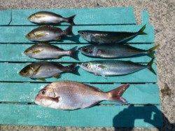 【ゴマサバ入れ食い】沖一文字でカゴ釣り