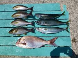 【ゴマサバ入れ食い】沖一文字でカゴ釣り