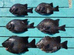 神谷沖一文字　ぶっこみ釣りでイシダイ〜35cm6匹