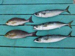 神谷沖一文字　カゴ釣りでイサギ＆ゴマサバの釣果